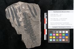 Foto (Objekt + Etikett) von Asterocarpus meriani Br. (NHMW-GEO-2024-0188-10497)